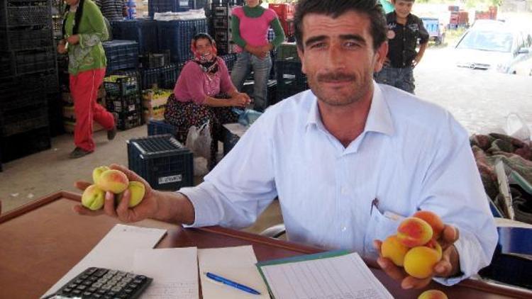 Yalvaçta kayısı hasadı sıkıntılı başladı