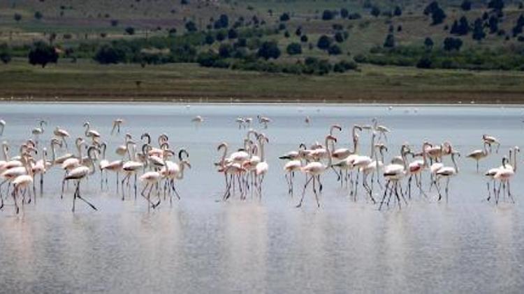 Yaralı flamingolar doğal ortamında tedavi ediliyor