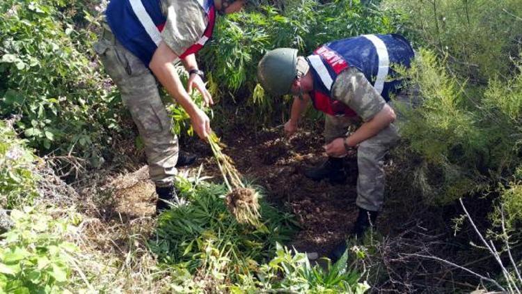 Diyarbakırda hintkeneviri operasyonu