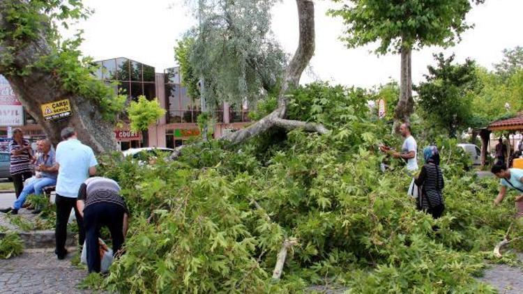 Anıt çınar ağacının dalı koptu, yapraklarını şifa için topladılar