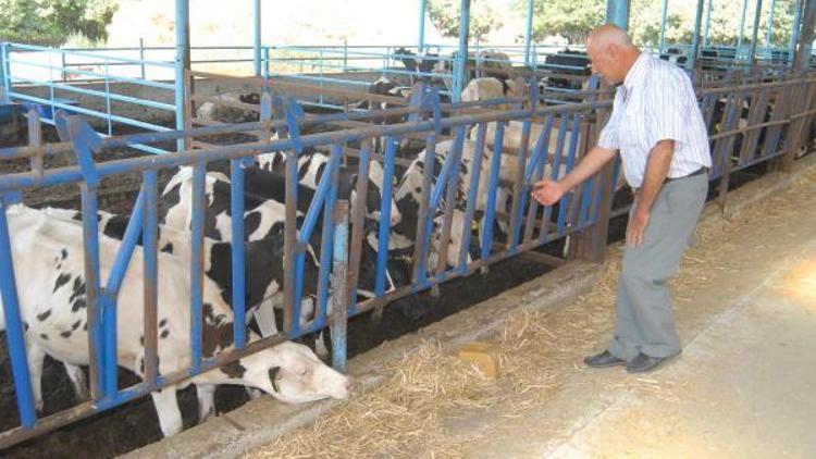 Bayındırlı süt üreticisinden, rekabet çağrısı