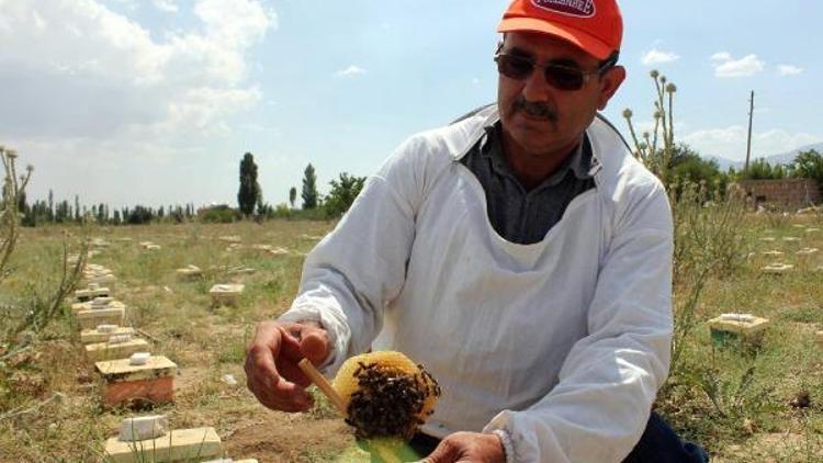 Türkiyede ana arı üretimi çok düşük