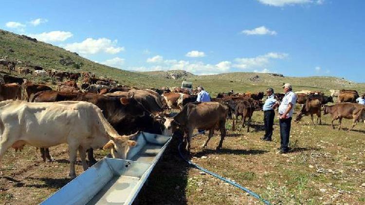 Susuz kalan hayvanların imdadına belediye yetişti