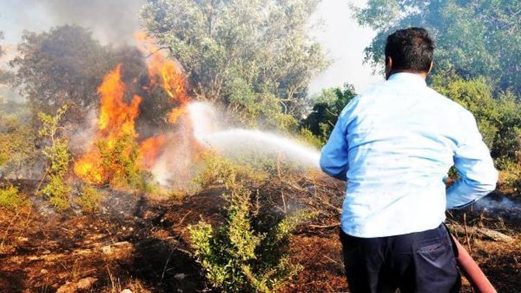 Asırlık zeytin ağaçları yangında kül oldu