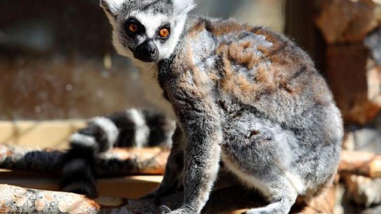 Lemurlar yeni evlerinde