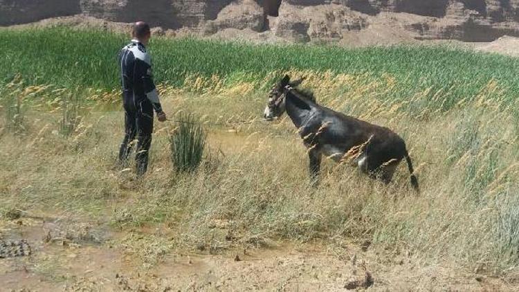 Bataklıkta mahsur kalan eşek kurtarıldı