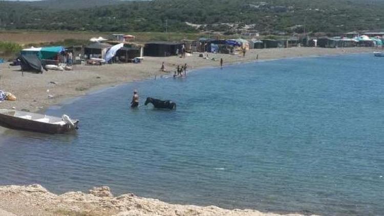 Koyda, yakınmaya yol açan görüntü