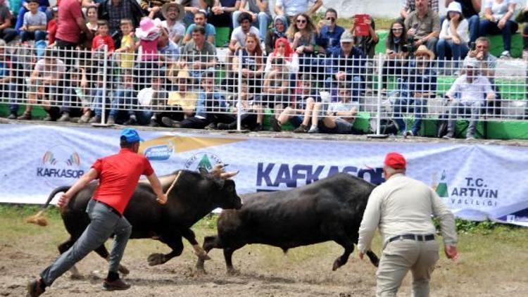 Kafkasör Yaylasında boğa güreşleri nefes kesti