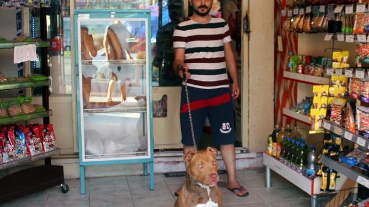 Büfe işletmecisinden hırsızlara karşı köpekli önlem