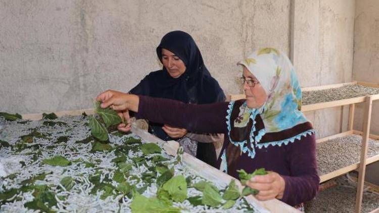 Devlet destek oldu, 2 ev kadını ipek böceği yetiştirmeye başladı