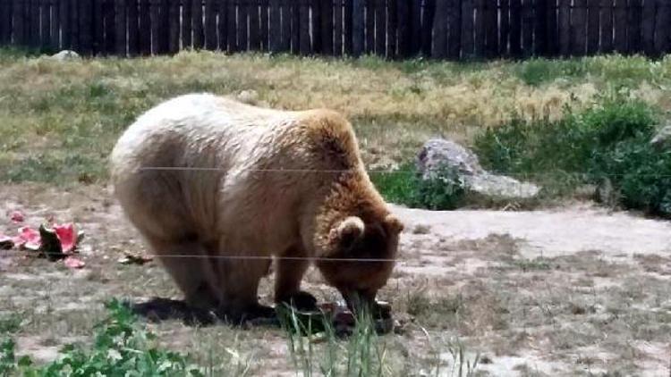 Sıcaktan bunalan ayılara buzlu meyve kokteyli