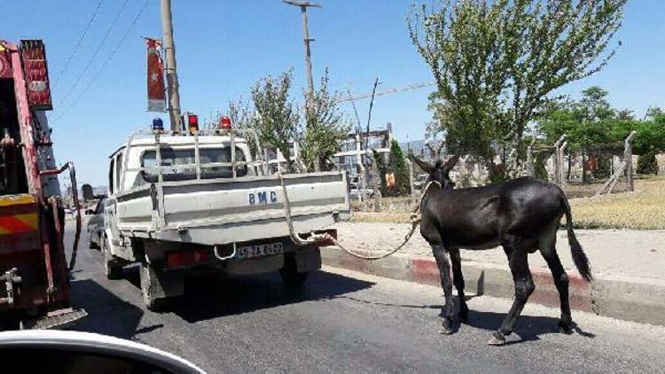 Yolda kamyonete bağlanan eşeğe tepki