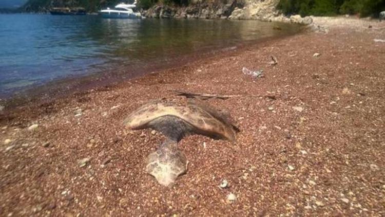 Marmariste caretta caretta ölüsü