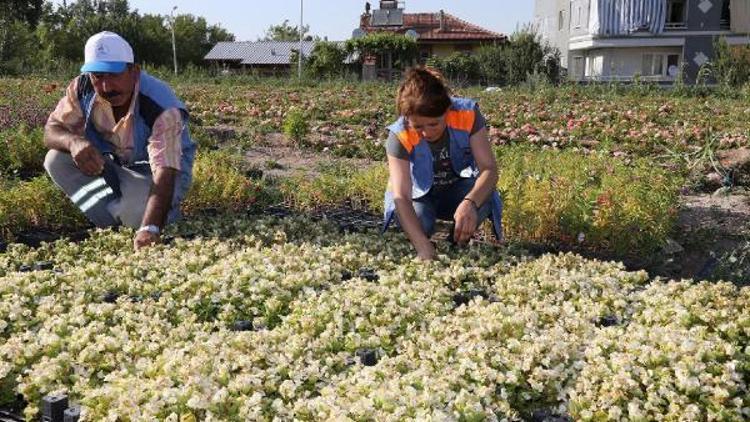 Pamukkalede 100 bin çiçek açtı