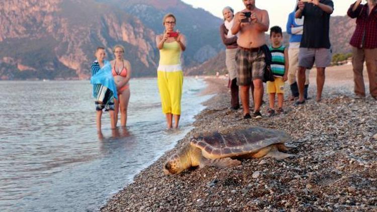 Caretta yavruları denizle buluşuyor