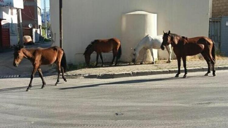 Caddeyi atlar bastı