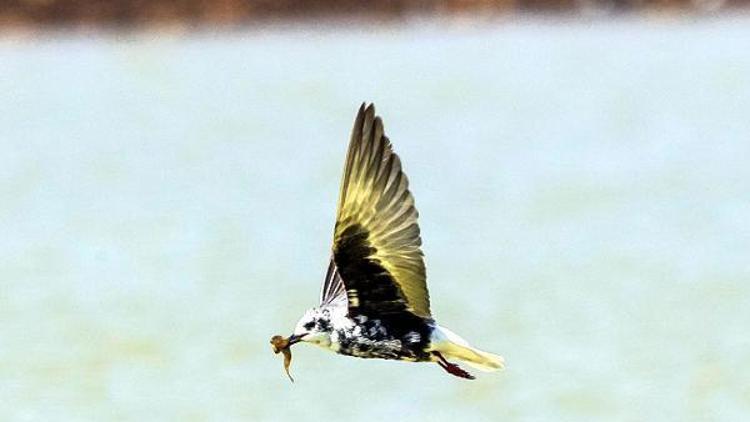 Karacadağın misafirleri: Akkanatlı sumru kuşları