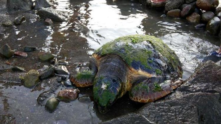 Yaralı Caretta Caretta DEKUMda tedavi ediliyor