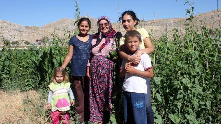 Gazipaşada yayla ürünlerinde hasat başladı