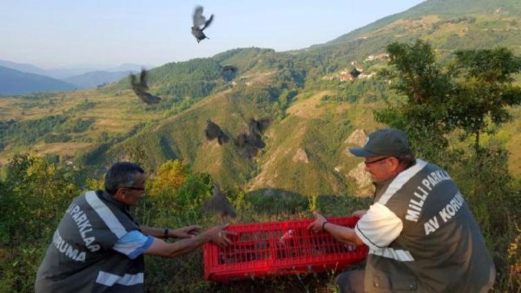 Zonguldak’ta doğaya 1500 keklik salındı