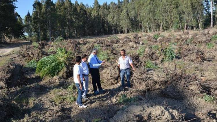 Tarsusta endüstriyel ağaçlandırma çalışmaları