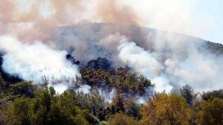 Bodrumda bir haftada 11inci orman yangını