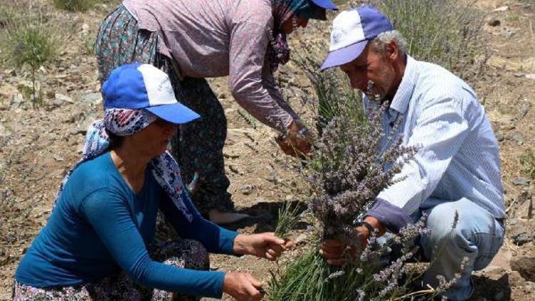 Burdurda lavanta hasadı başladı