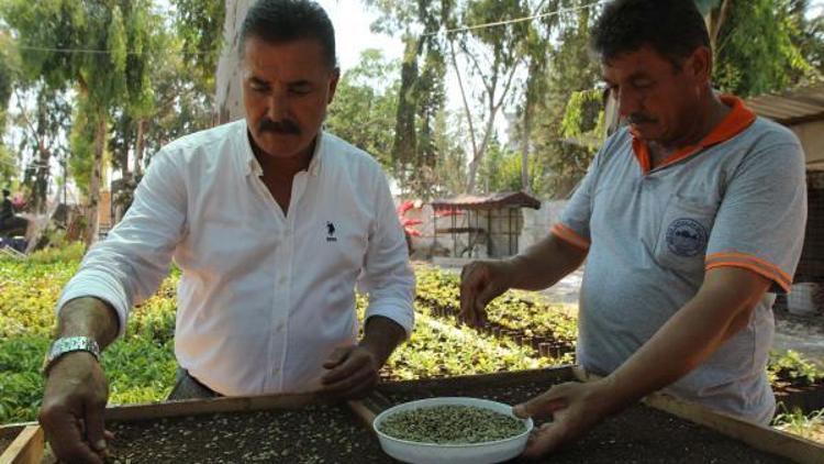 Belediye kahve yetiştirecek