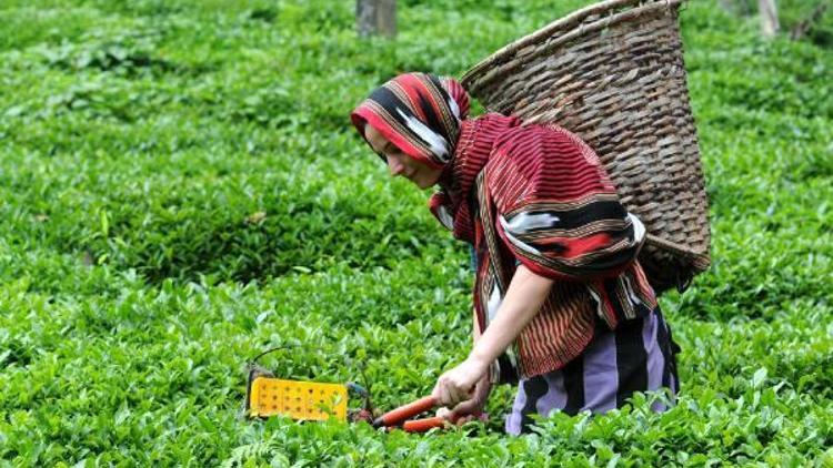 Çayda organik tarıma geçiş hızlanarak devam ediyor