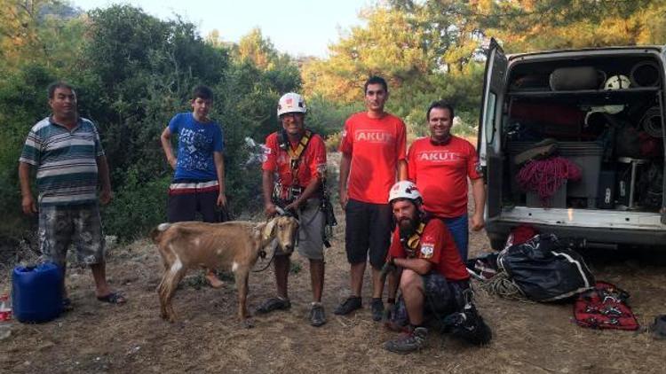 Mahsur kalan 14 keçiyi AKUT kurtardı