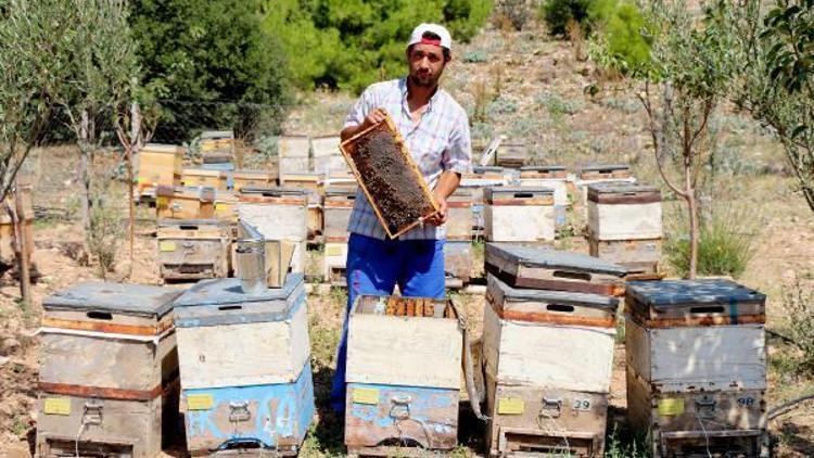 Lisiniada lavanta balı üretimine başlandı