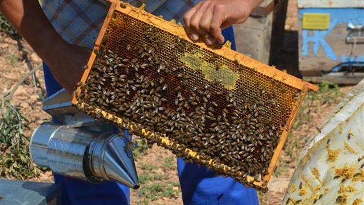 Burdurda lavanta balı üretimi başladı