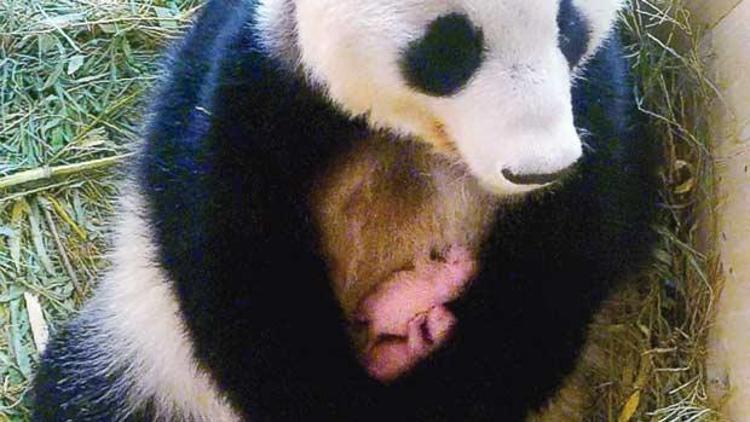 İkiz panda sürprizi