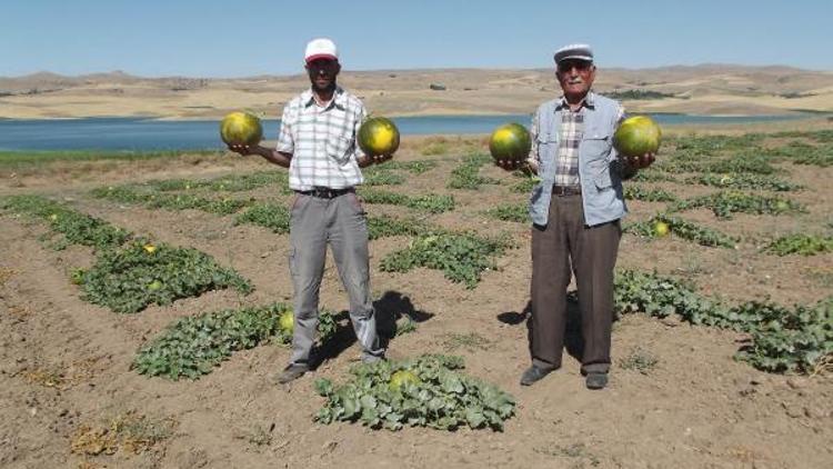 Kavun üreticileri umduğunu bulamadı