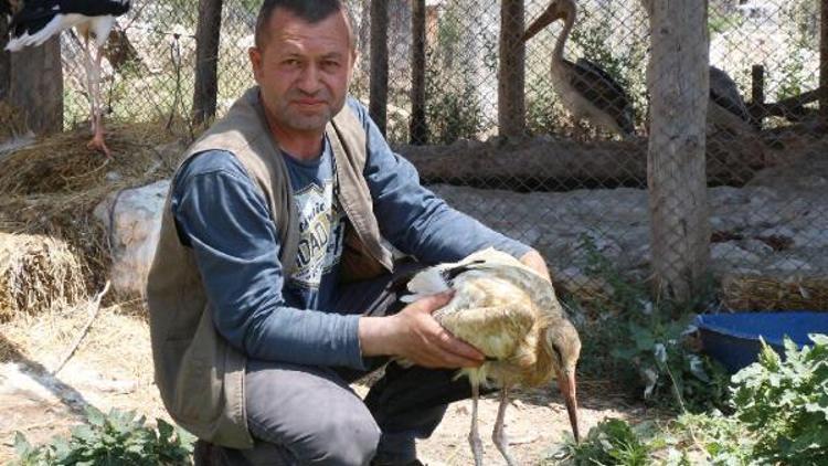 Silahla vurulan leylek Lisiniada tedaviye alındı