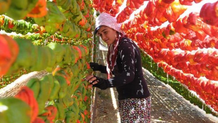 Gaziantepte kurutmalık zamanı