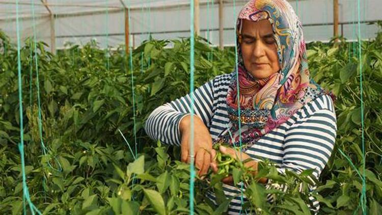 Kapatılan besi çiftliklerinin yerini seralar aldı