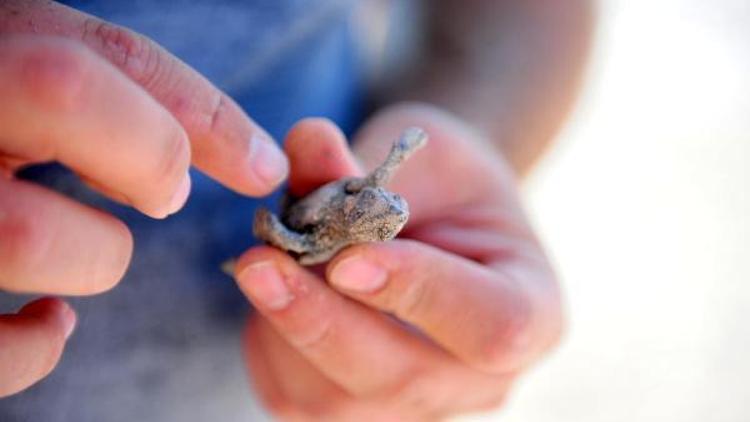 Yuvadan çıkan tek caretta caretta denizle buluştu