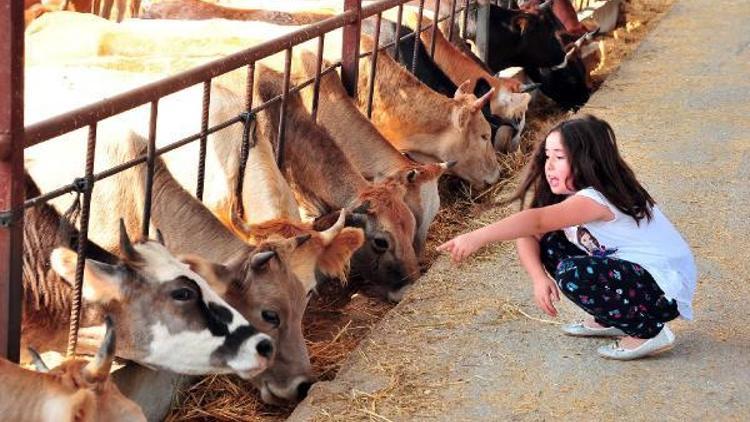 Yozgattan büyükşehirlere kurbanlık sevki başladı