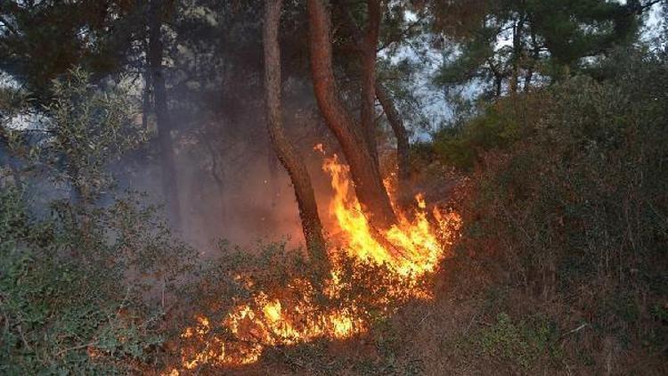 Mudanya’da çıkan yangında 10 dönüm orman alanı zarar gördü