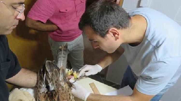 Yaralı kızıl şahin tedavinin ardından doğaya salındı