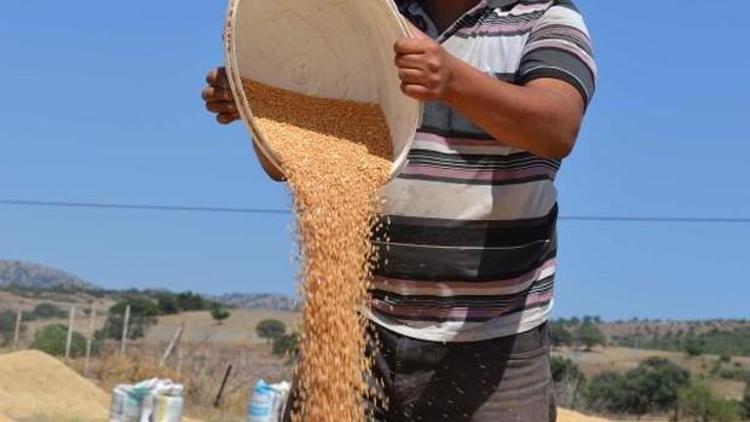 Buğday rekoltesi düştü, kalite yükseldi