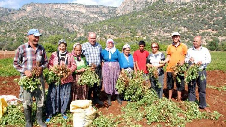 Yer fıstığı rekoltesi 950 ton bekleniyor