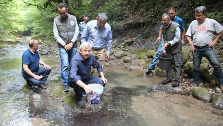 Zonguldak’ta, 4 bin alabalık dereye salındı