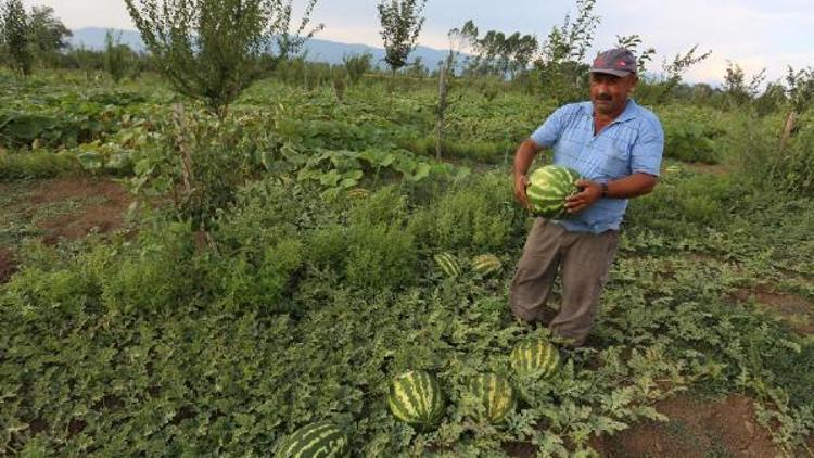 Bebek meyve ormanına büyük ilgi