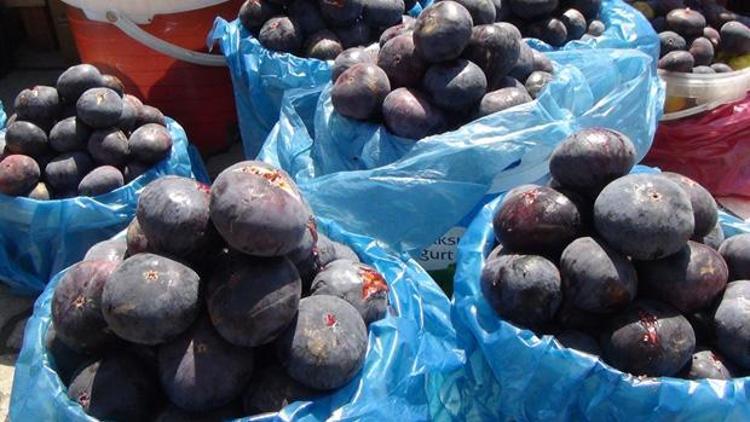 Bursadan Almanyaya incir ihracatı