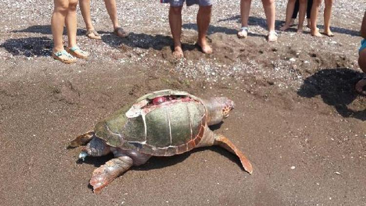 Denizde ölü Caretta Caretta buldular