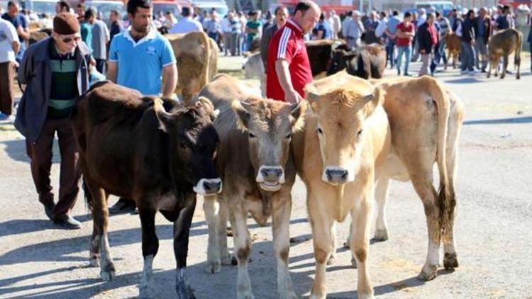 Aşkalede kurbanlıklar görücüye çıktı