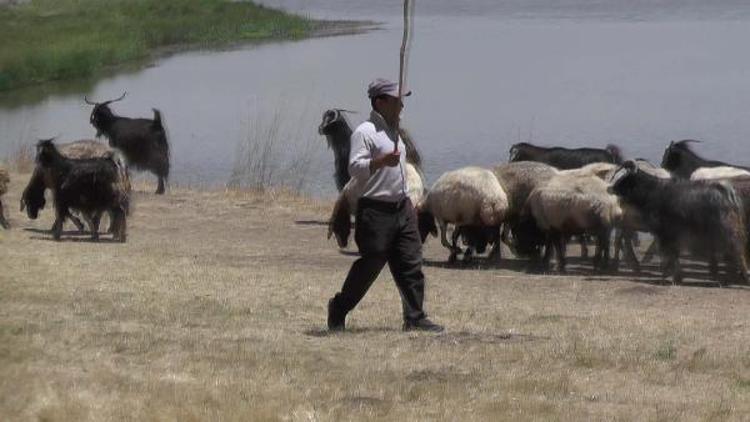 Aynı köyde 20 yıldır çobanlık yapıyor