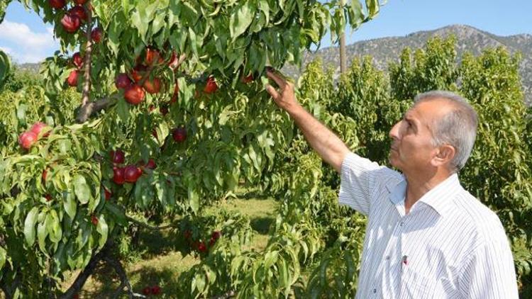 Şeftalide yüksek rekolte beklentisi